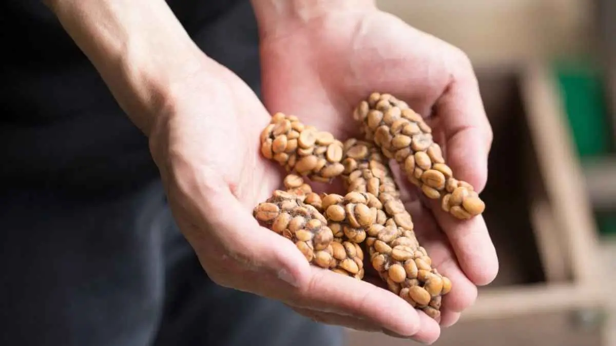 kopi luwak coffee